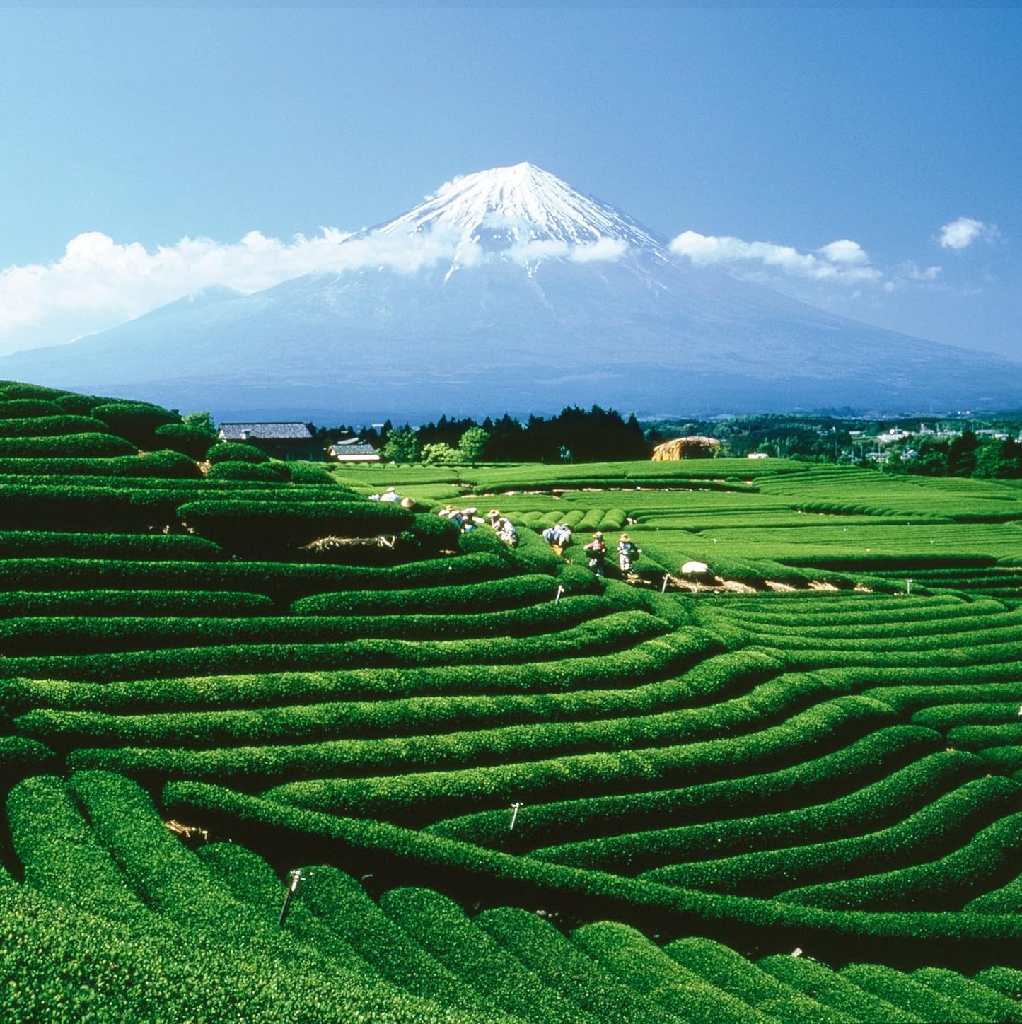 Palais des Thés - Hammam Tea - Green Tea, Rose & Red Berries - 3.5oz Loose Leaf Metal Gift Tin, Serves 20-25 Cups