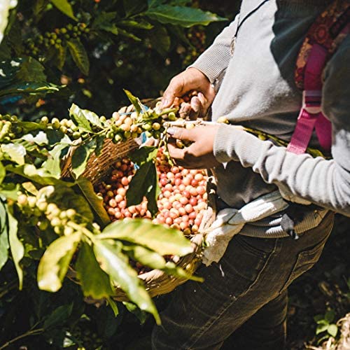 Fara Coffee, Whole Bean (Signature Roast, (Medium/Dark), 2.2 Lb)