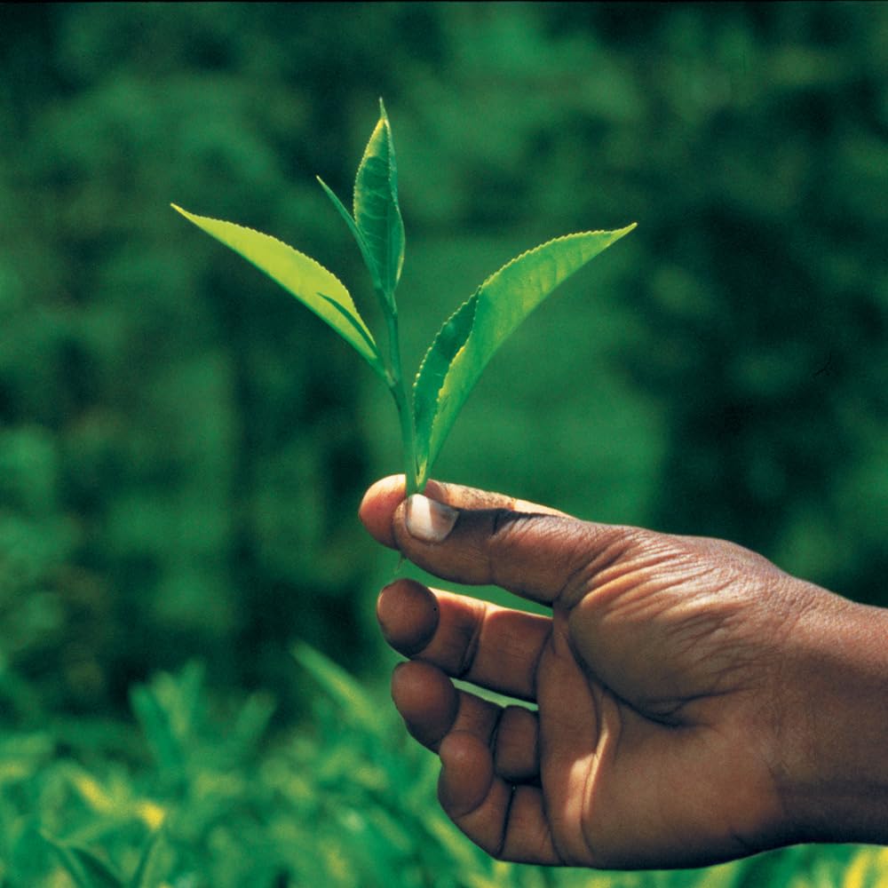 Palais des Thés - Paris For You By Day - Green Tea, Rose & Raspberry - 3.5oz Loose Leaf Metal Gift Tin, Serves 20-25 Cups