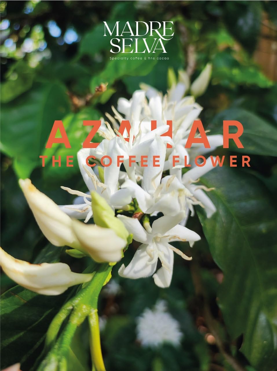 Colombian Specialty Coffee Whole Bean Medium Roast Arabica Bourbon Variety Gourmet Fresh Roasted Low Acid Balanced Flavor Rich Aroma Smooth Notes Single Origin High Altitude Gift Ready 8.8oz 250g