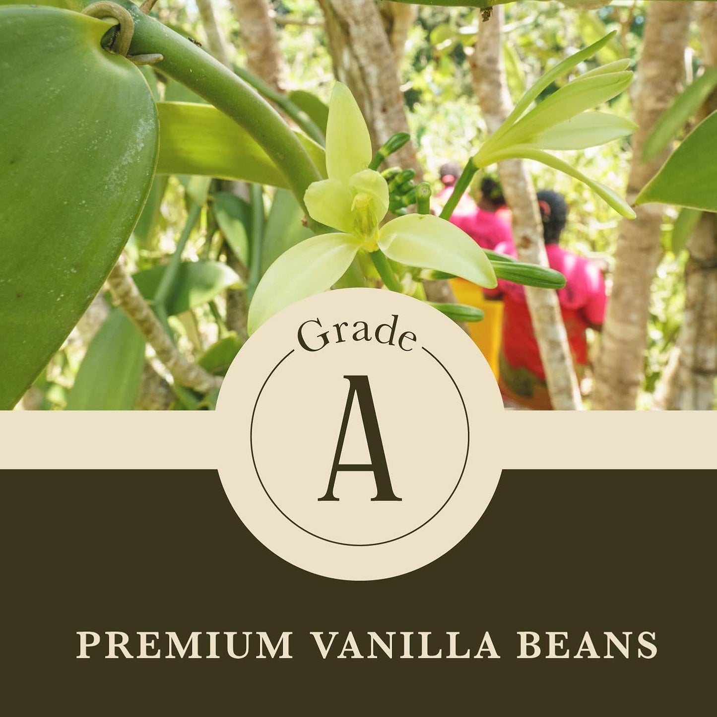 Cook's, Choice Premium Quality Pure Vanilla Extract, 128 oz (1 Gallon)