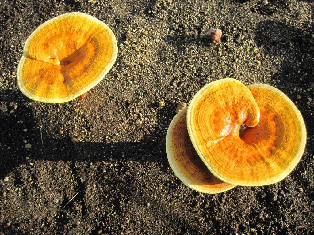 Pantenger Matcha Green Tea Powder and Reishi Mushroom. 2.12 OZ (60 grams). USDA ORGANIC. Japanese Reishi Mushroom with Japanese Matcha Tea.