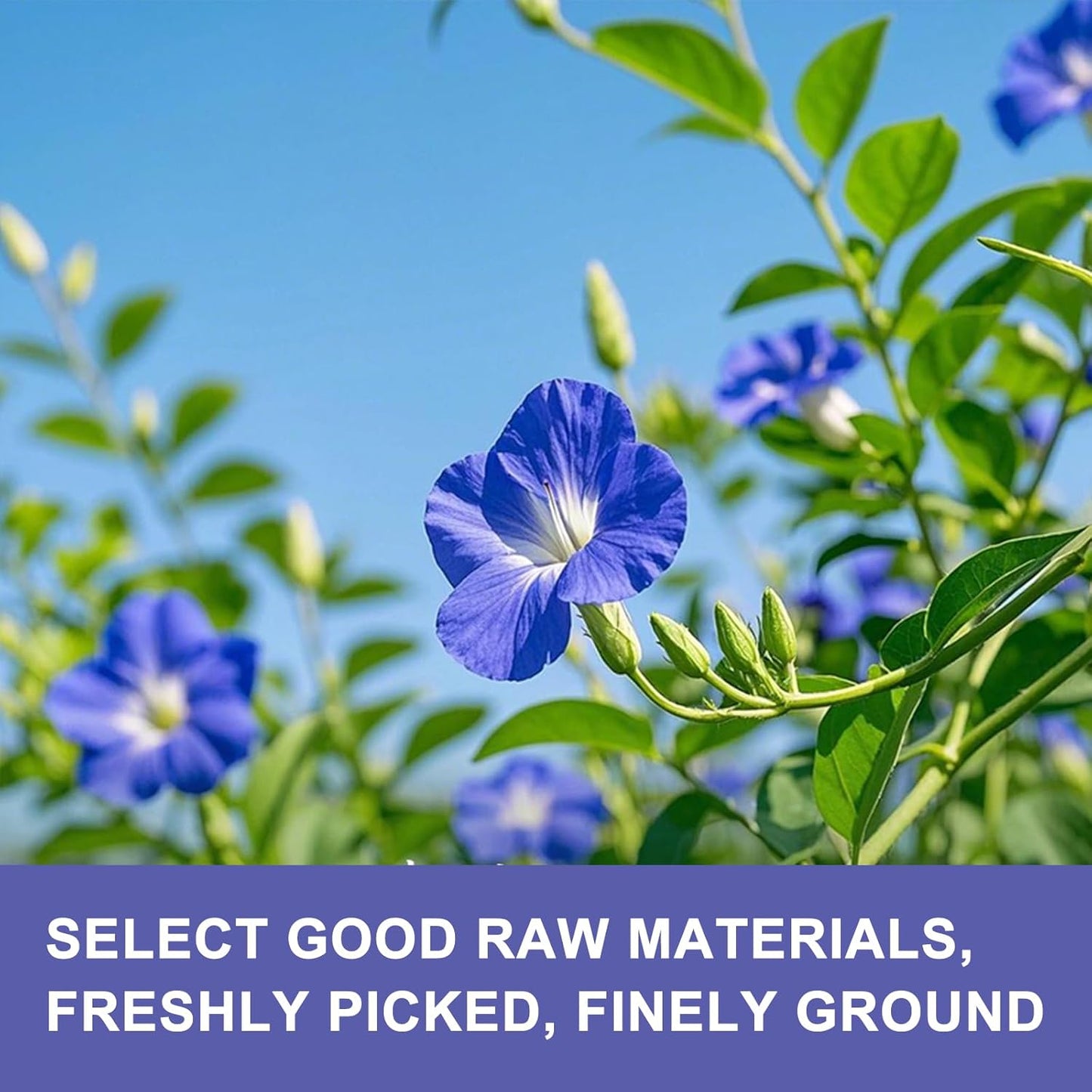 JTEDZI Butterfly Pea Flower Powder 3.5 Oz (100g) - Natural Blue & Purple Food Coloring - Blue Matcha Powder for Drinks, Baking, Smoothies, Beverages - No Sugar & Additives