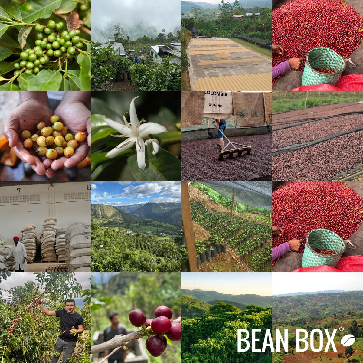 Blue Orchid - Roasted by Huckleberry Roasters - Whole Bean Coffee - 2 Pound Bag