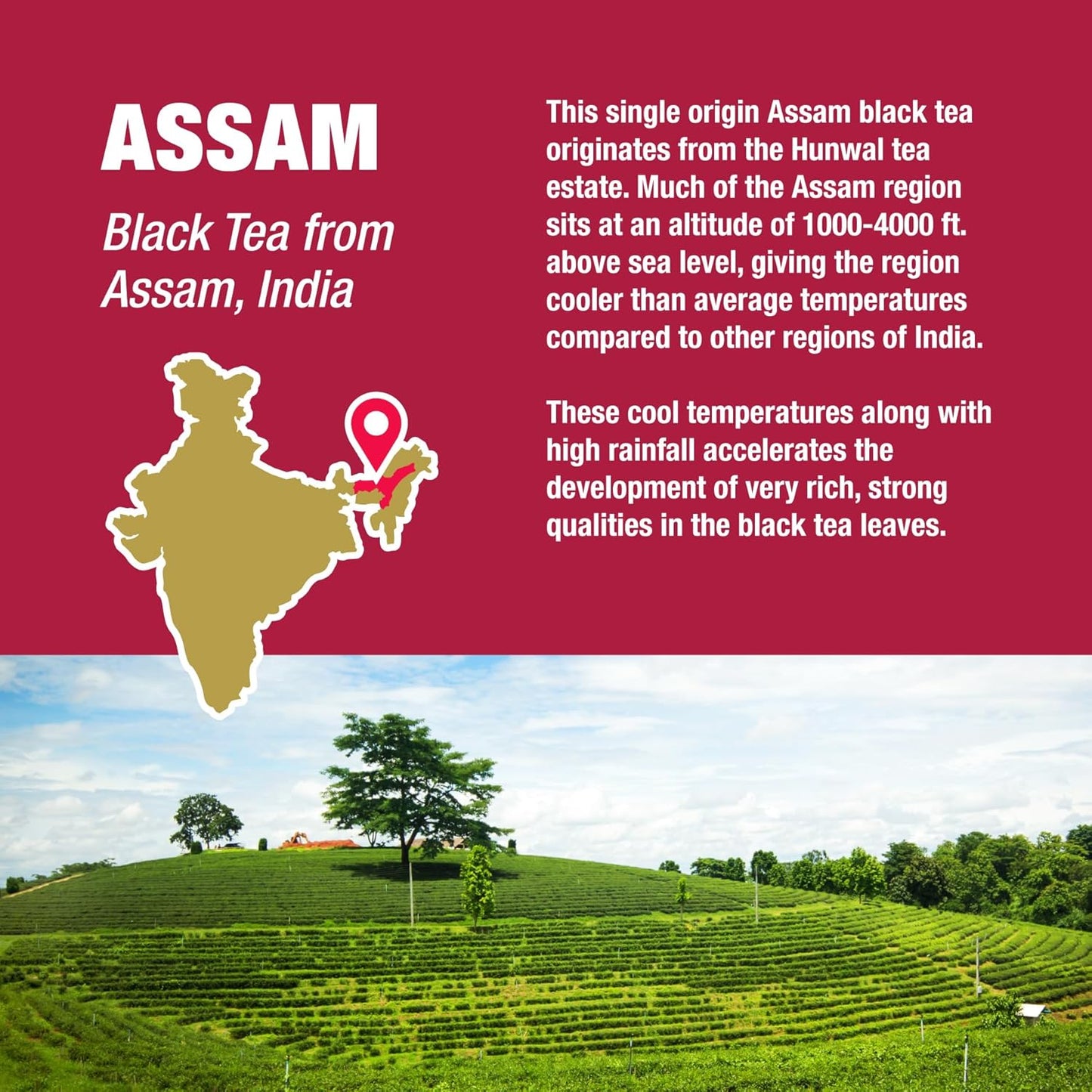 Tiesta Tea - Assam Black Tea, Loose Leaf, Single Origin Premium Black from India, High Caffeinated, Make Hot or Iced & Brews Up to 200 Cups, Pure Unblended, 16oz Resealable Bulk Pouch