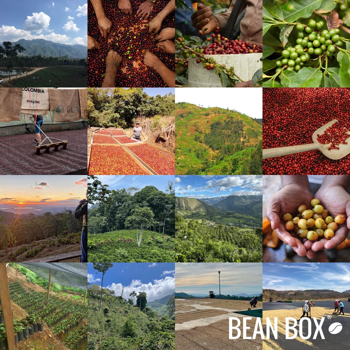 Skeleton Key Decaf - Roasted by Huckleberry Roasters - Whole Bean Coffee - 12 Ounce Bag