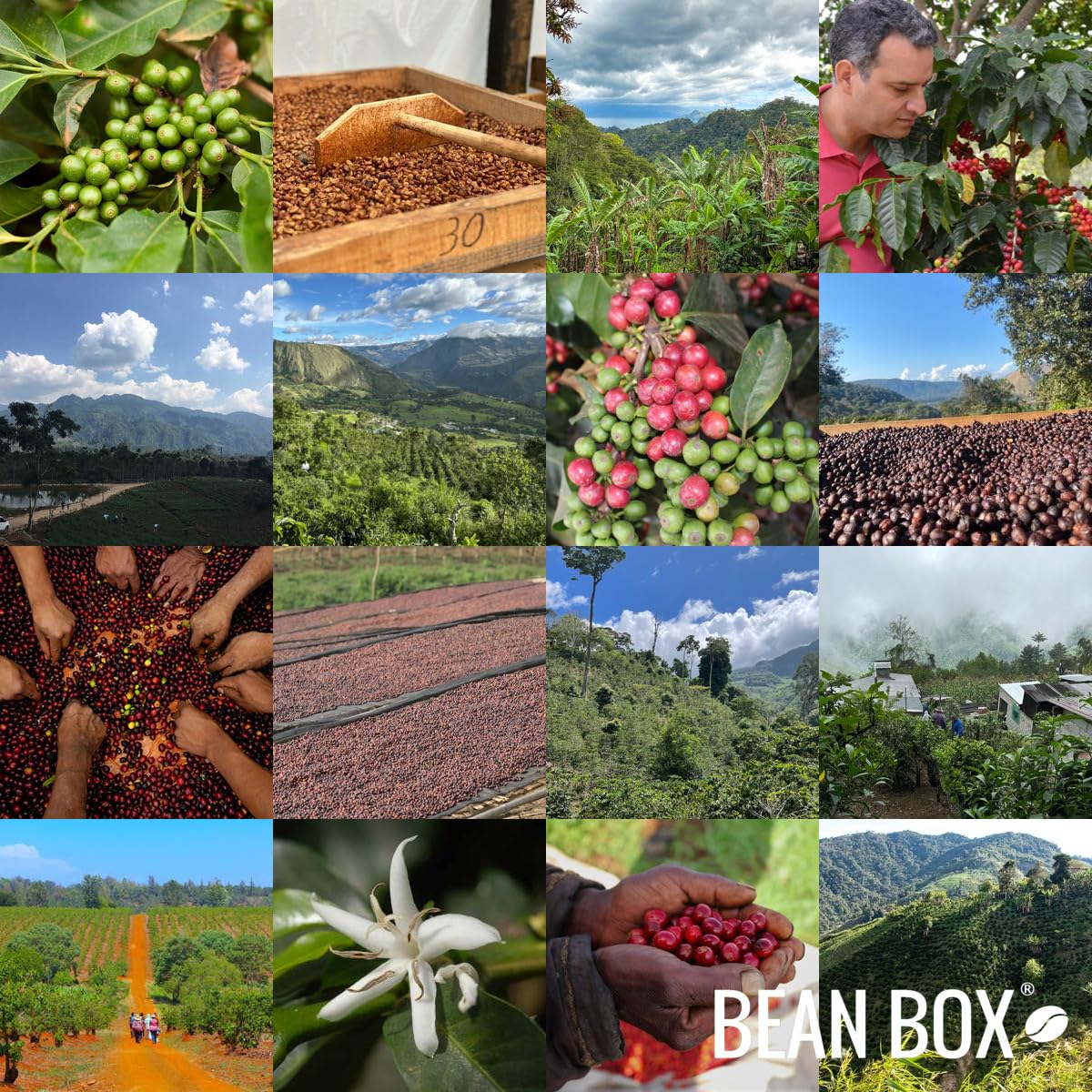 Brazil Familia Schiavo - Roasted by Huckleberry Roasters - Whole Bean Coffee - 12 Ounce Bag