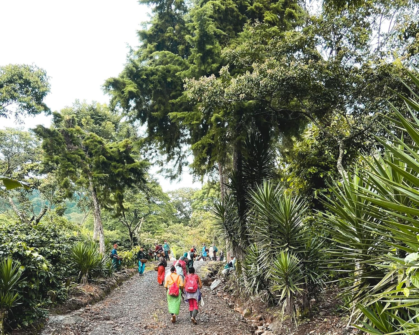 Fara Coffee, Whole Bean (Special Blend (Medium/Dark), 2.2 Lb)