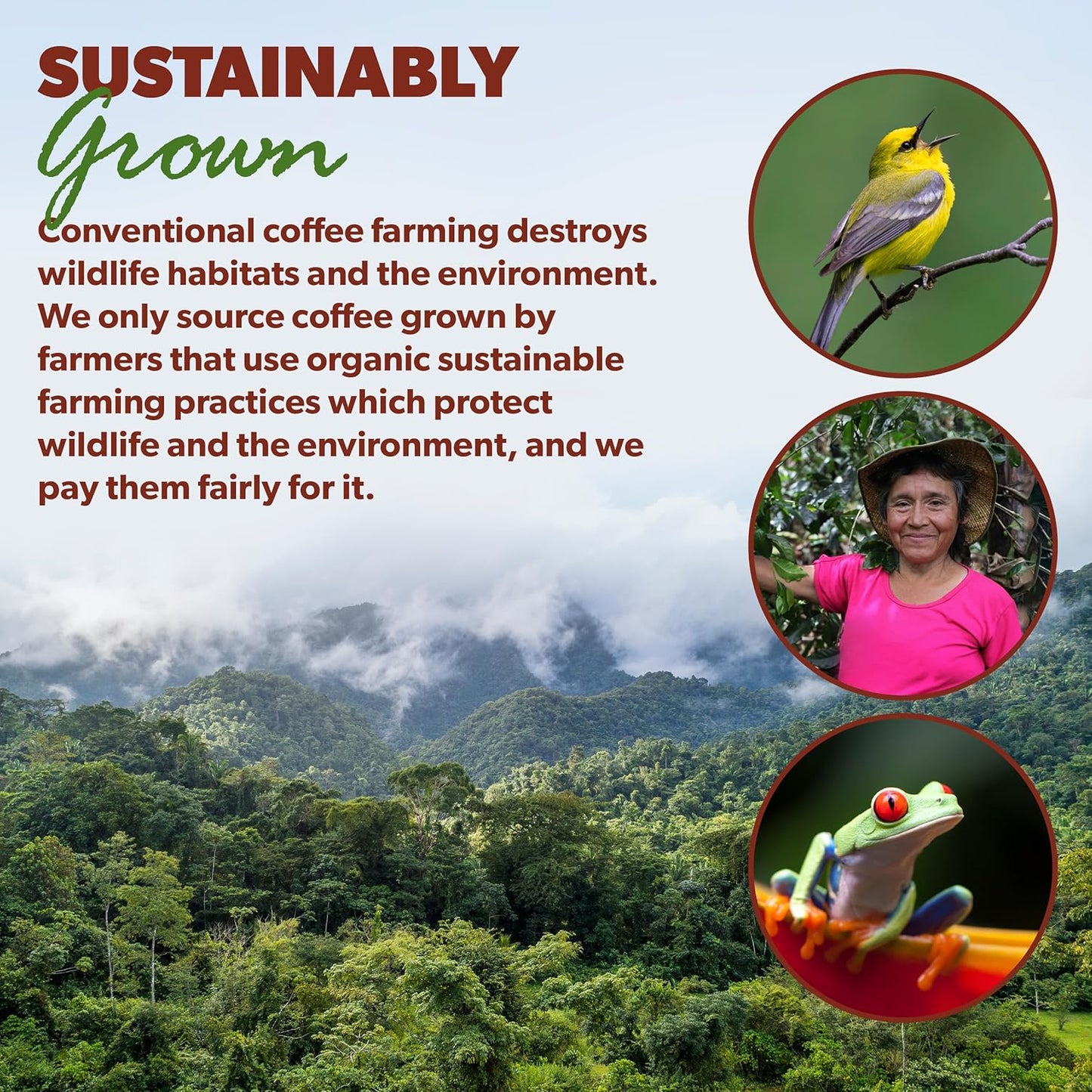 Low Acid Organic Coffee – Whole Bean, Mold-Free & Stomach Friendly by Java Planet, Sumatran Single Origin Decaf Coffee, Dark Roast, Smooth Full Flavored, 5LB Bag